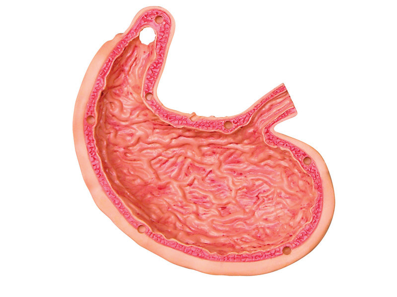 4D Master 626014 Stomach & other organs 胃 人体解剖モデル 1:1.7