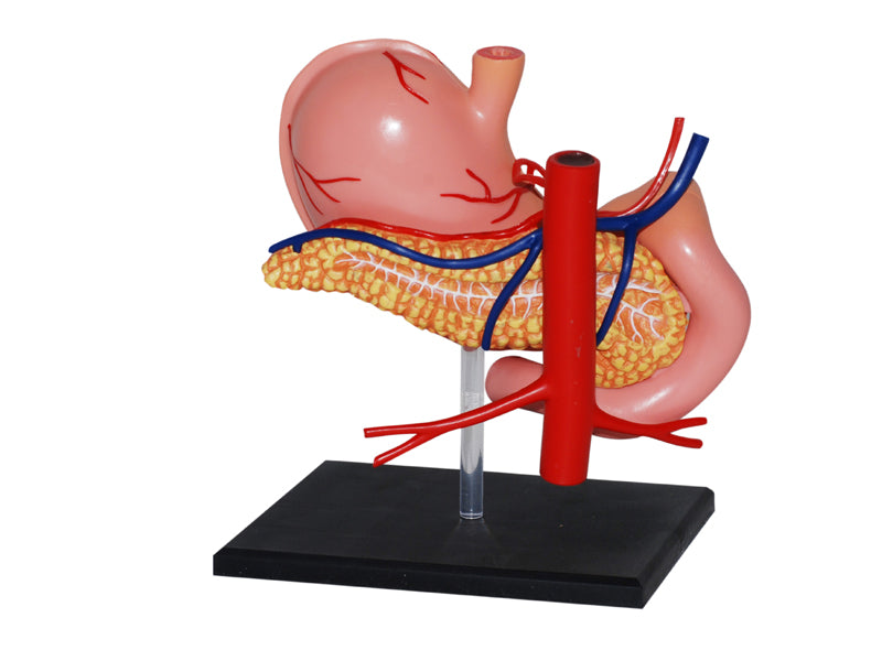 4D Master 626014 Stomach & other organs 胃 人体解剖モデル 1:1.7