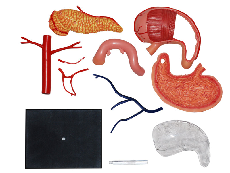 4D Master 626014 Stomach & other organs 胃 人体解剖モデル 1:1.7