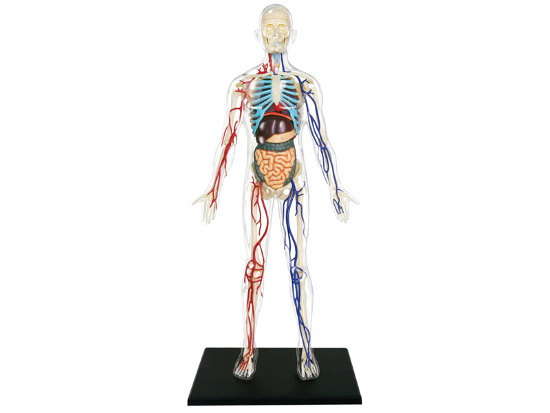 4D Master 626204 Transparent Human Body 13インチ 人体(透明) 解剖モデル 1:6