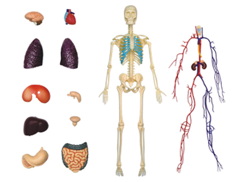 4D Master 626204 Transparent Human Body 13インチ 人体(透明) 解剖モデル 1:6