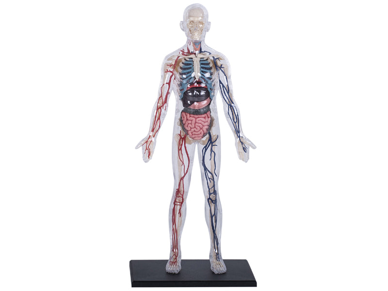 4D Master 626204 Transparent Human Body 13インチ 人体(透明) 解剖モデル 1:6