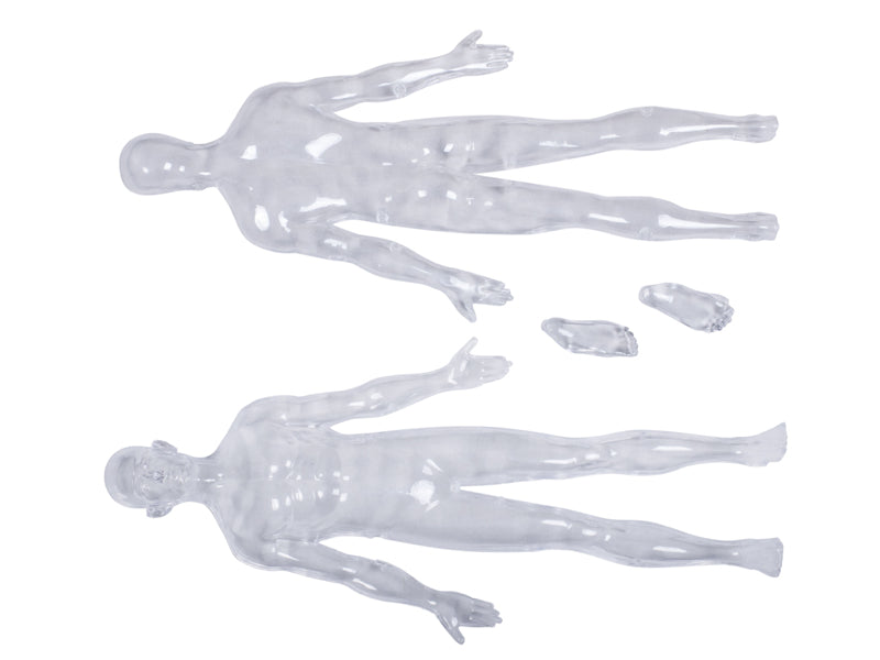 4D Master 626204 Transparent Human Body 13インチ 人体(透明) 解剖モデル 1:6