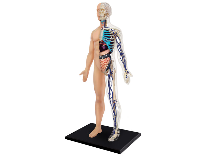 4D Master 626203 Half Cleared Human Body 13インチ 人体(半分クリア) 解剖モデル 1:6