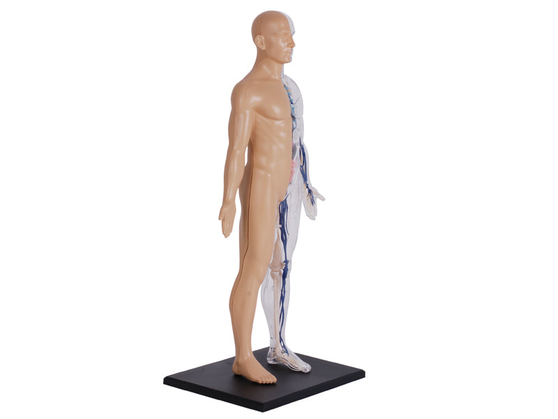 4D Master 626203 Half Cleared Human Body 13インチ 人体(半分クリア) 解剖モデル 1:6