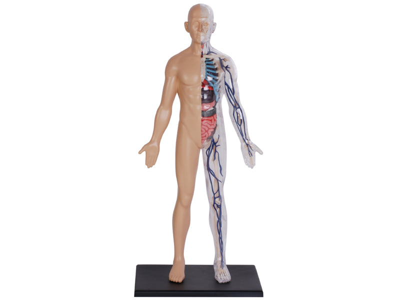 4D Master 626203 Half Cleared Human Body 13インチ 人体(半分クリア) 解剖モデル 1:6