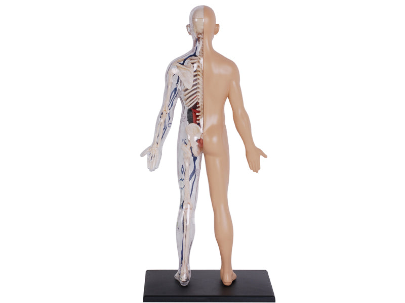 4D Master 626203 Half Cleared Human Body 13インチ 人体(半分クリア) 解剖モデル 1:6