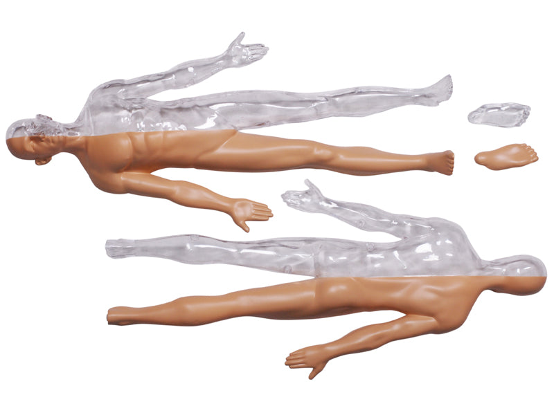 4D Master 626203 Half Cleared Human Body 13インチ 人体(半分クリア) 解剖モデル 1:6
