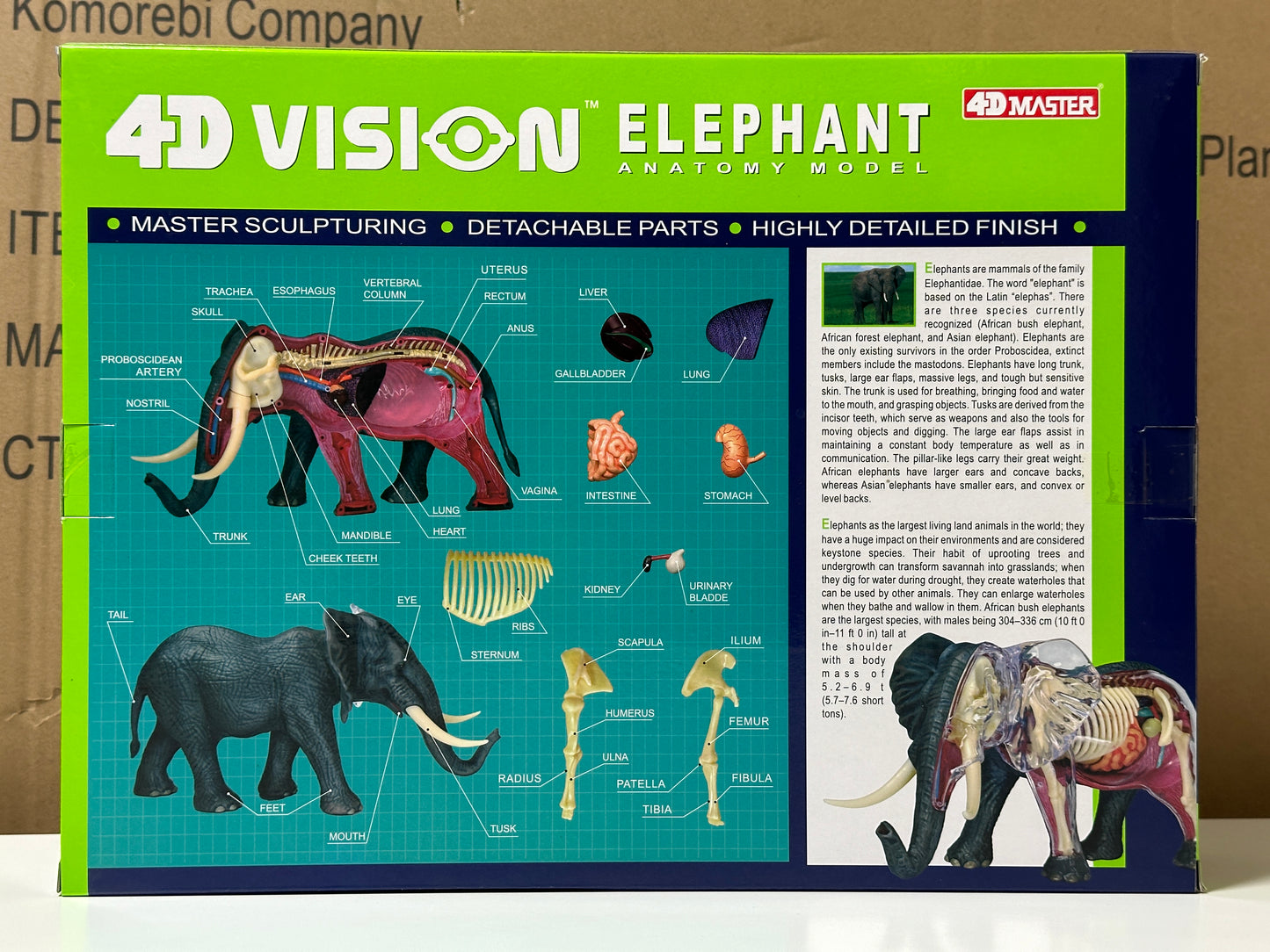 4D Master 622037 Elephant 象 解剖モデル