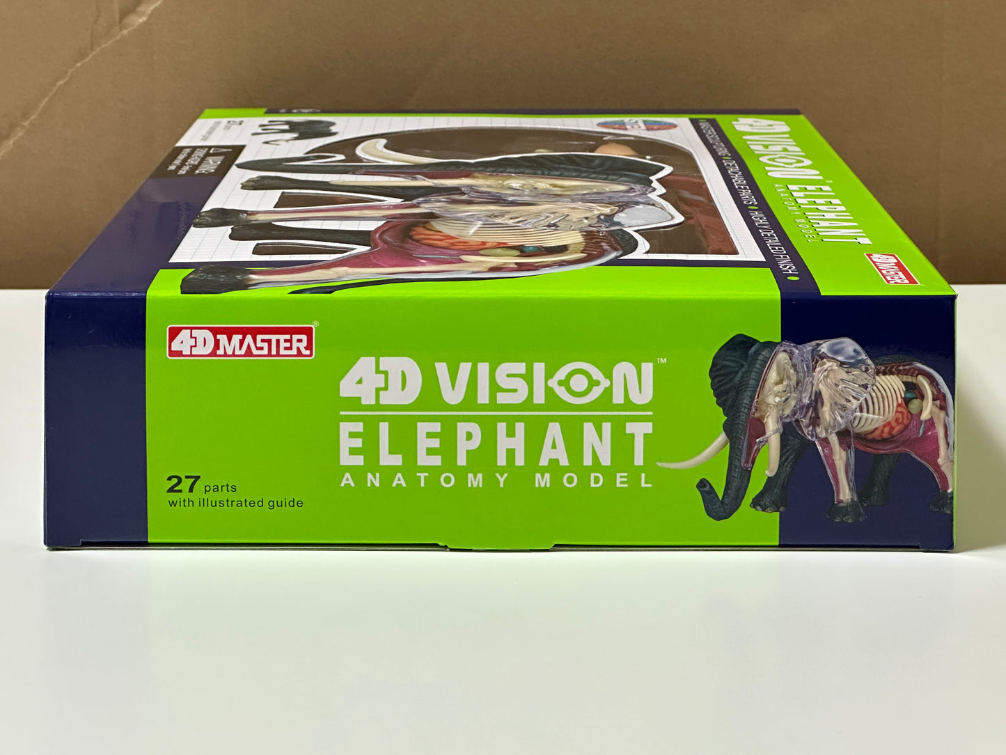 4D Master 622037 Elephant 象 解剖モデル