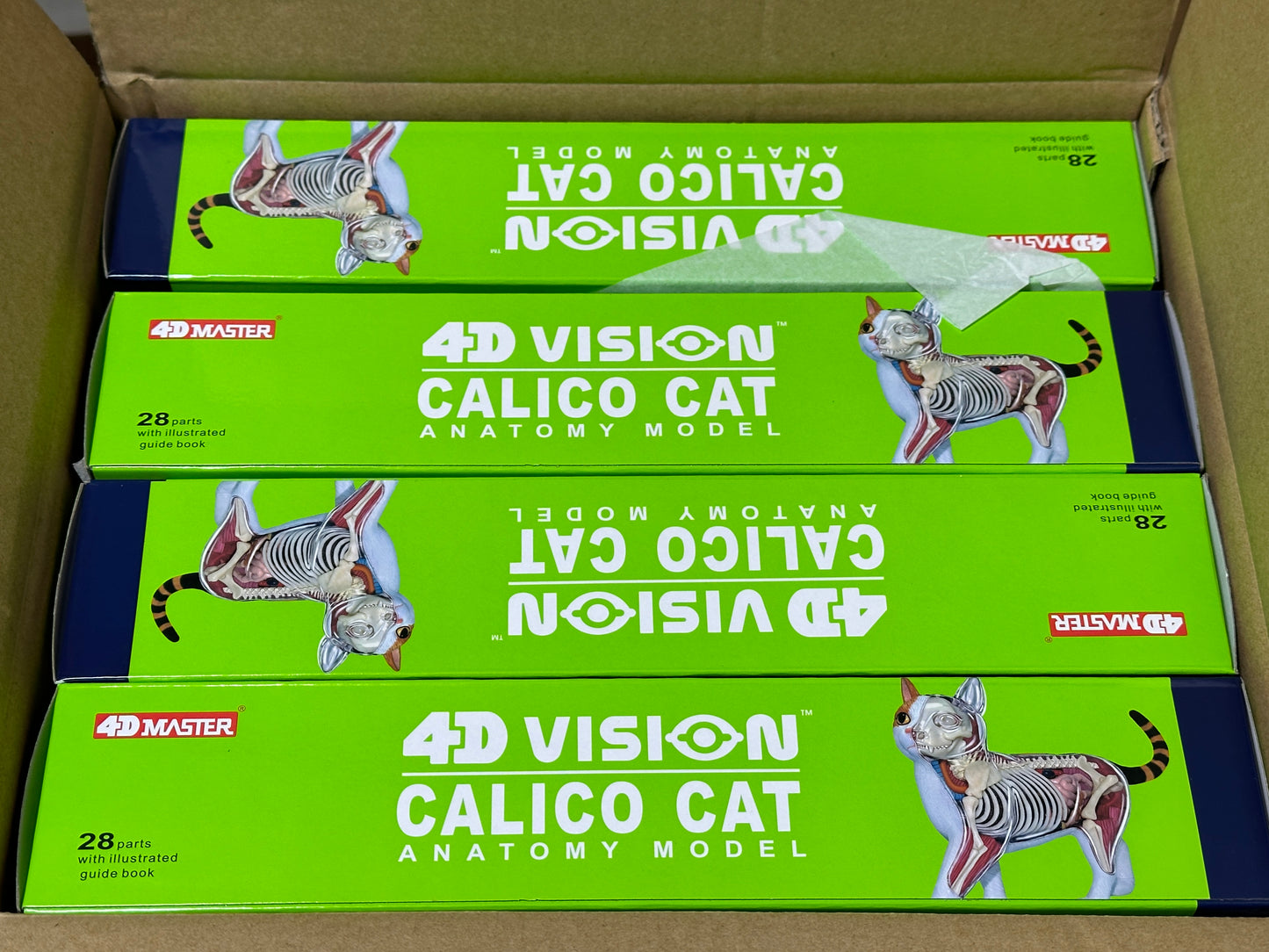 4D Master 622040 Calico Cat 三毛猫 解剖モデル