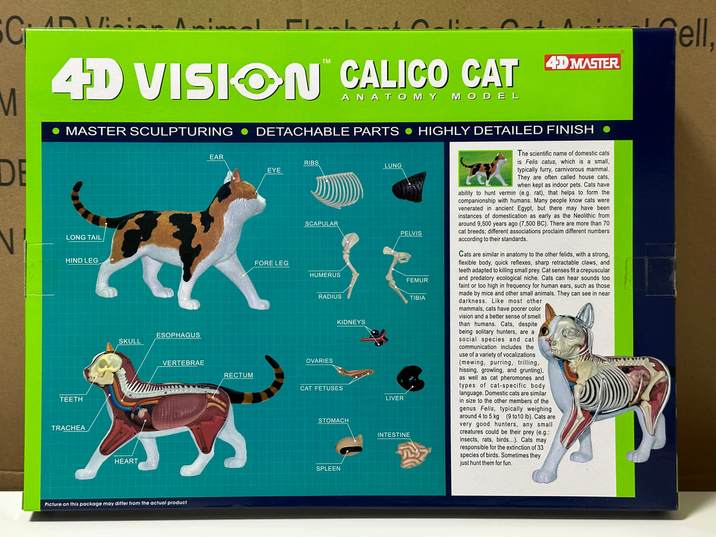 4D Master 622040 Calico Cat 三毛猫 解剖モデル