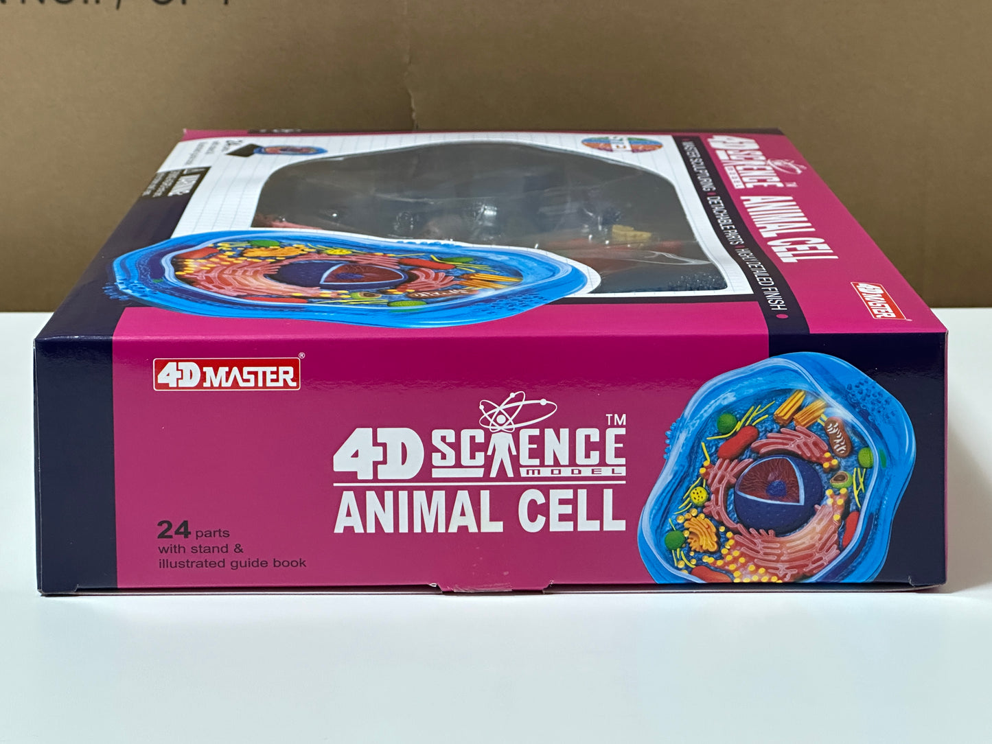 4D Master 624001 Animal Cell 動物細胞モデル