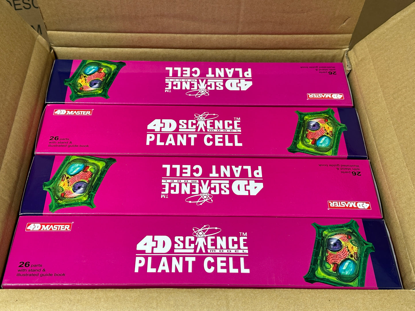 4D Master 624002 Plant Cell 植物細胞モデル