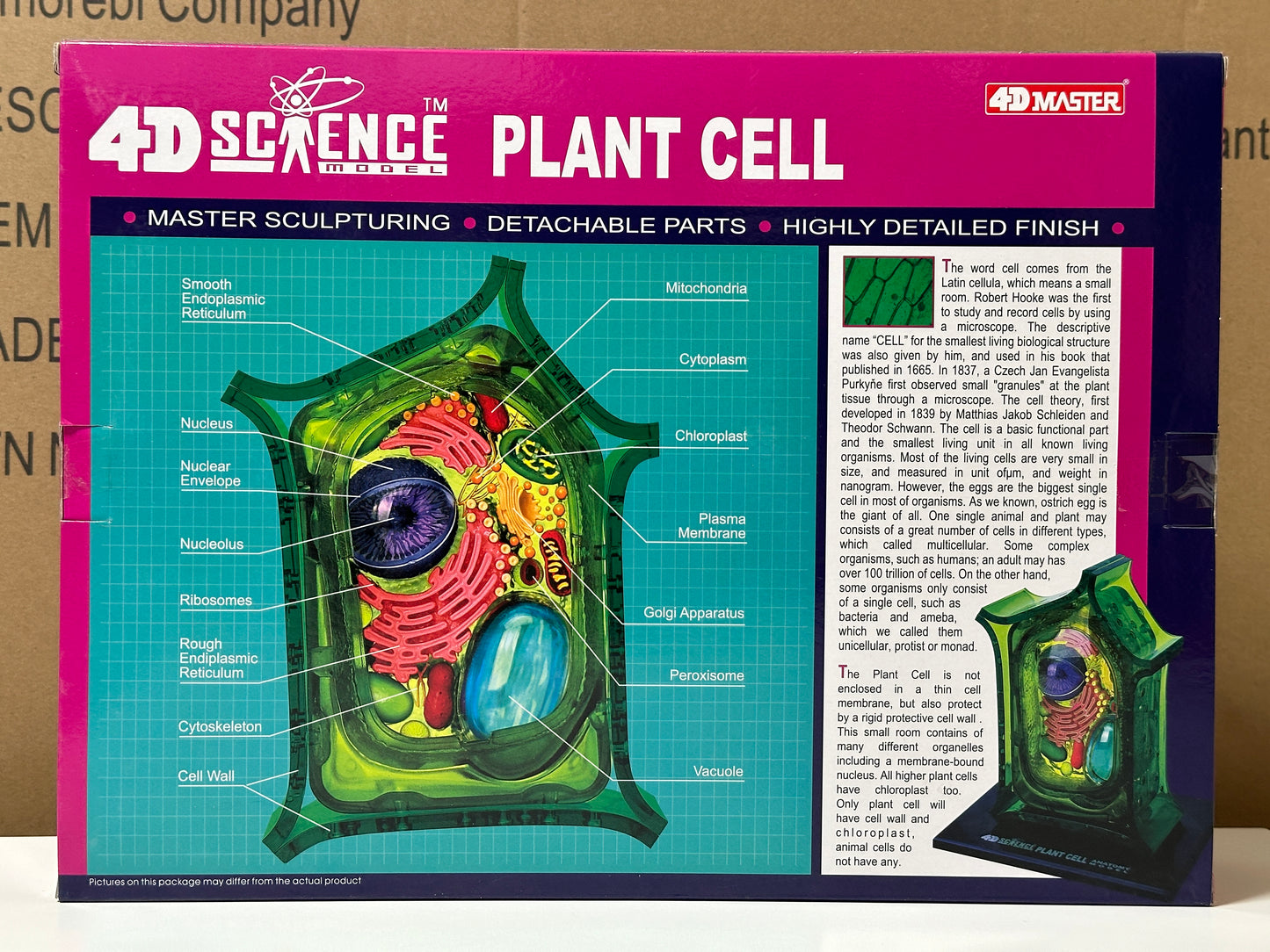 4D Master 624002 Plant Cell 植物細胞モデル