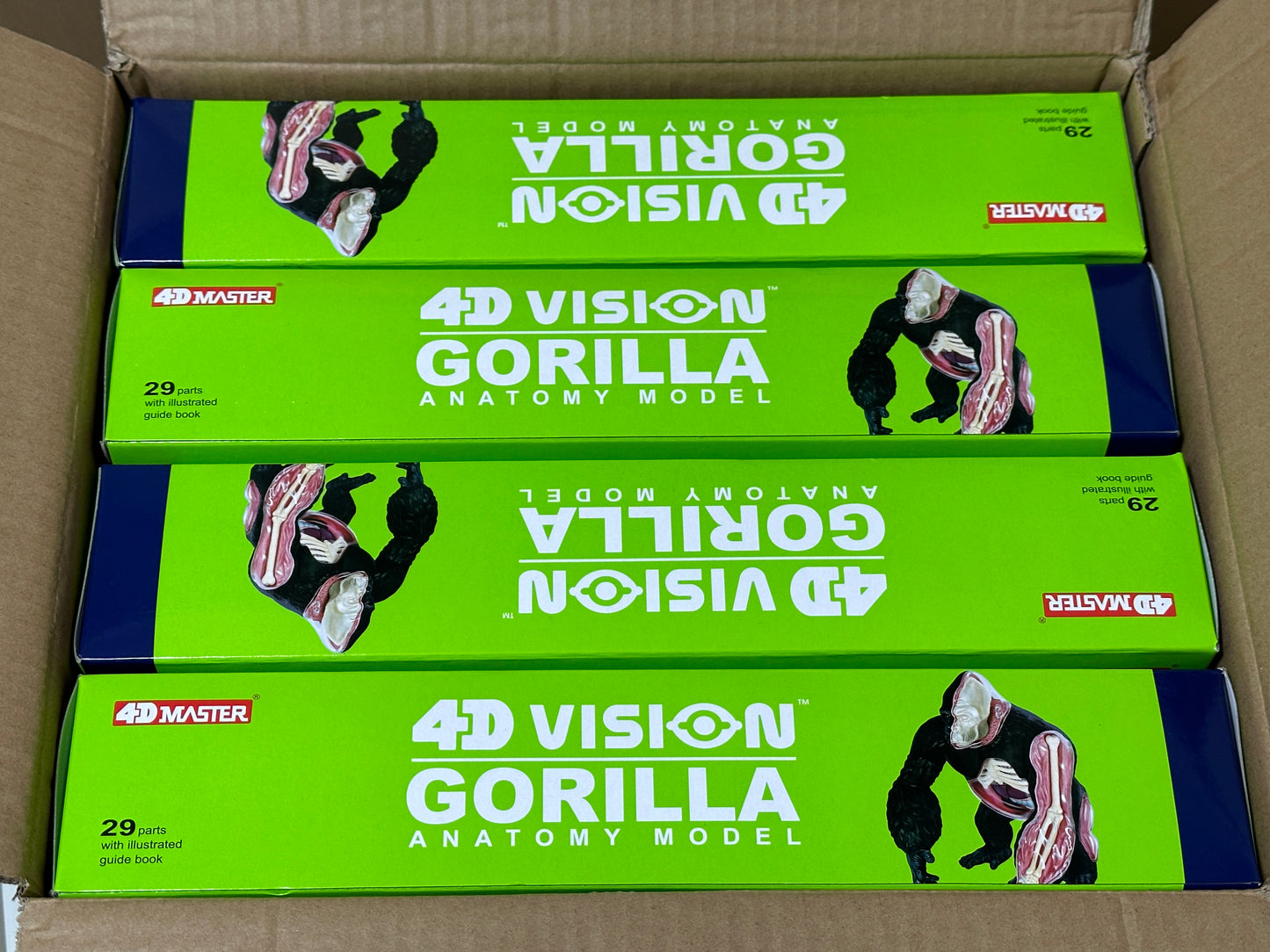 4D Master 622012 Gorilla ゴリラ 解剖モデル