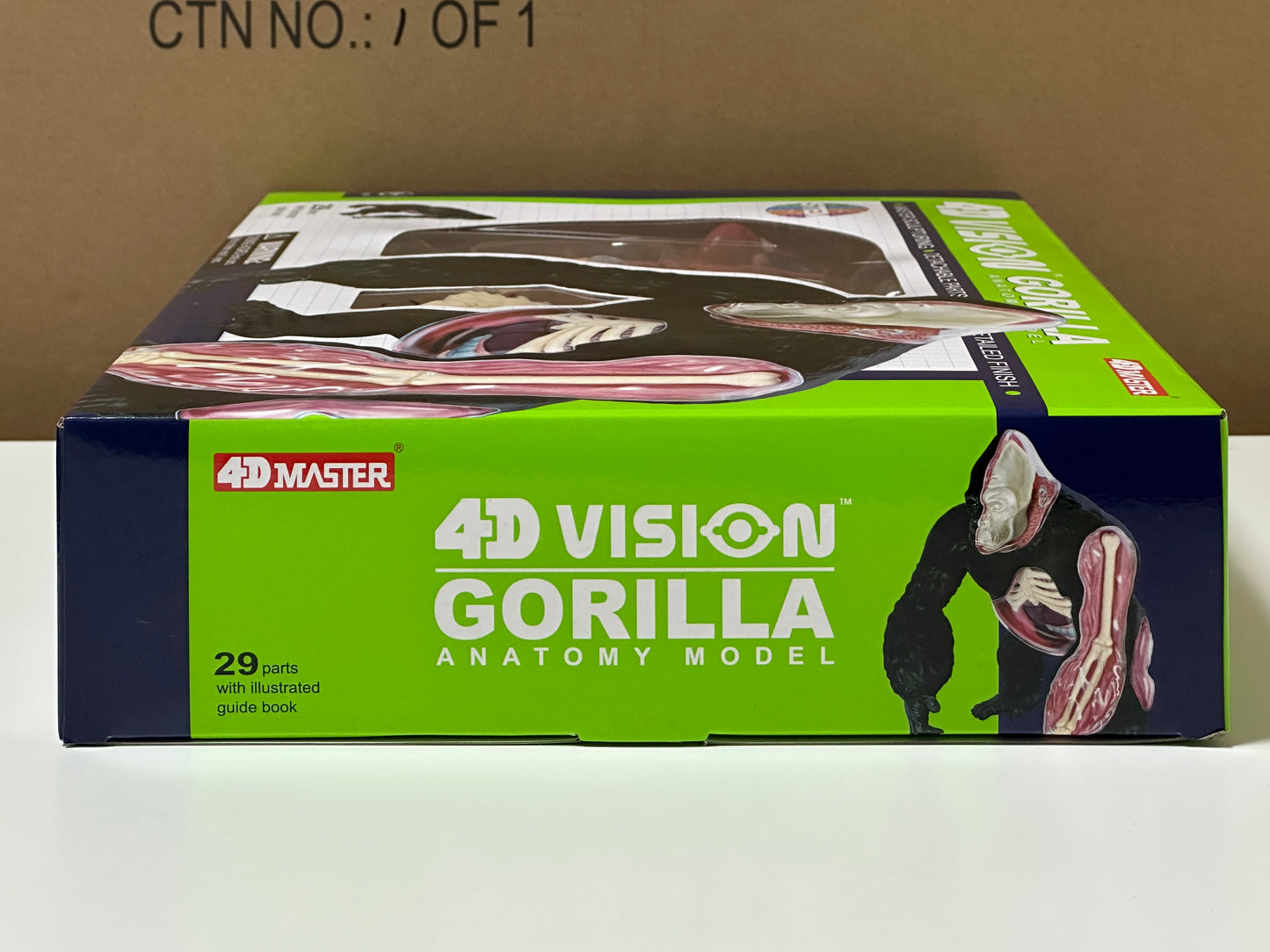 4D Master 622012 Gorilla ゴリラ 解剖モデル