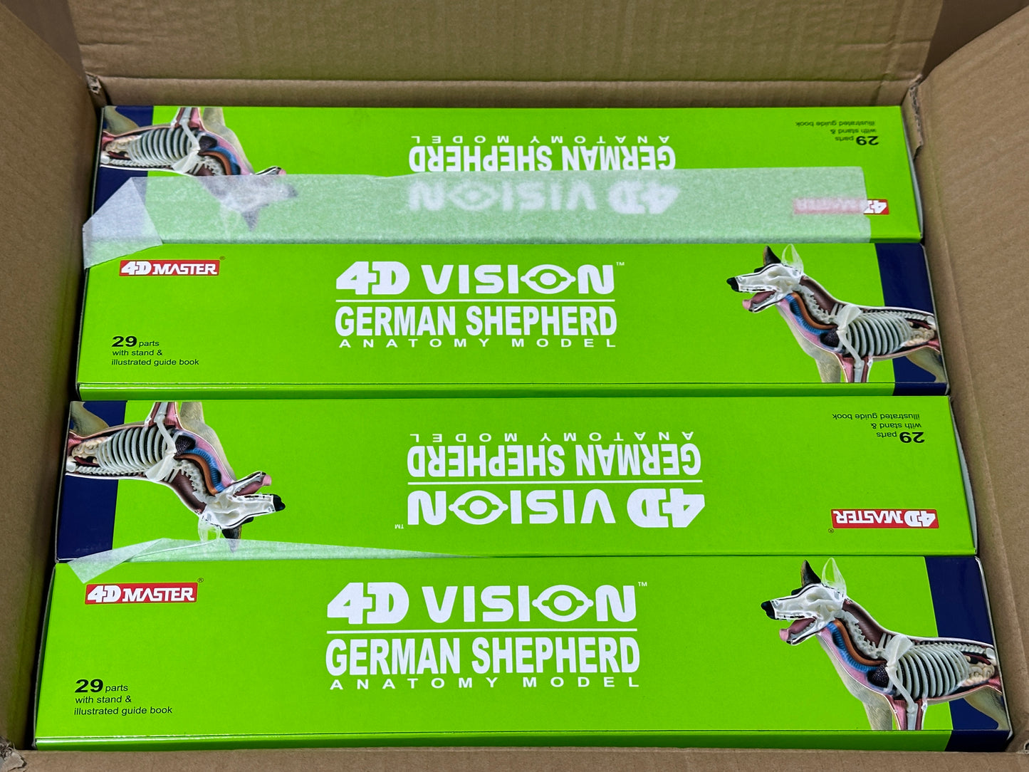 4D Master 622008 German Shepherd 犬(ジャーマンシェパード)解剖モデル