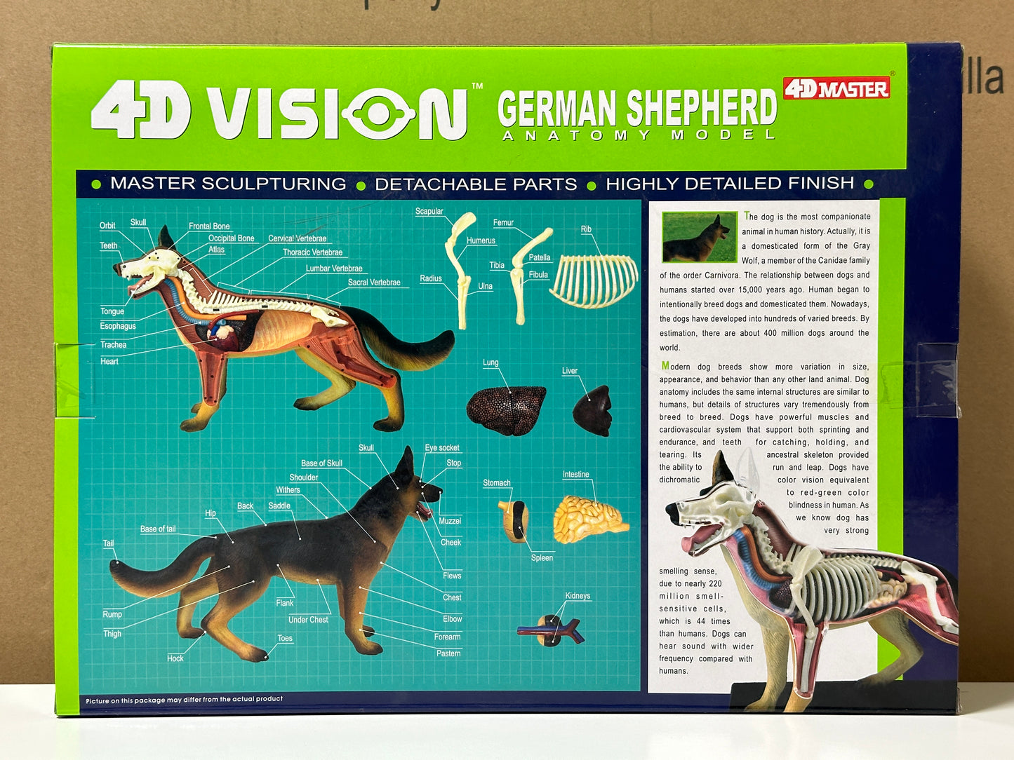 4D Master 622008 German Shepherd 犬(ジャーマンシェパード)解剖モデル