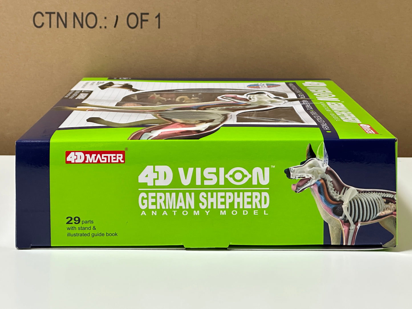 4D Master 622008 German Shepherd 犬(ジャーマンシェパード)解剖モデル