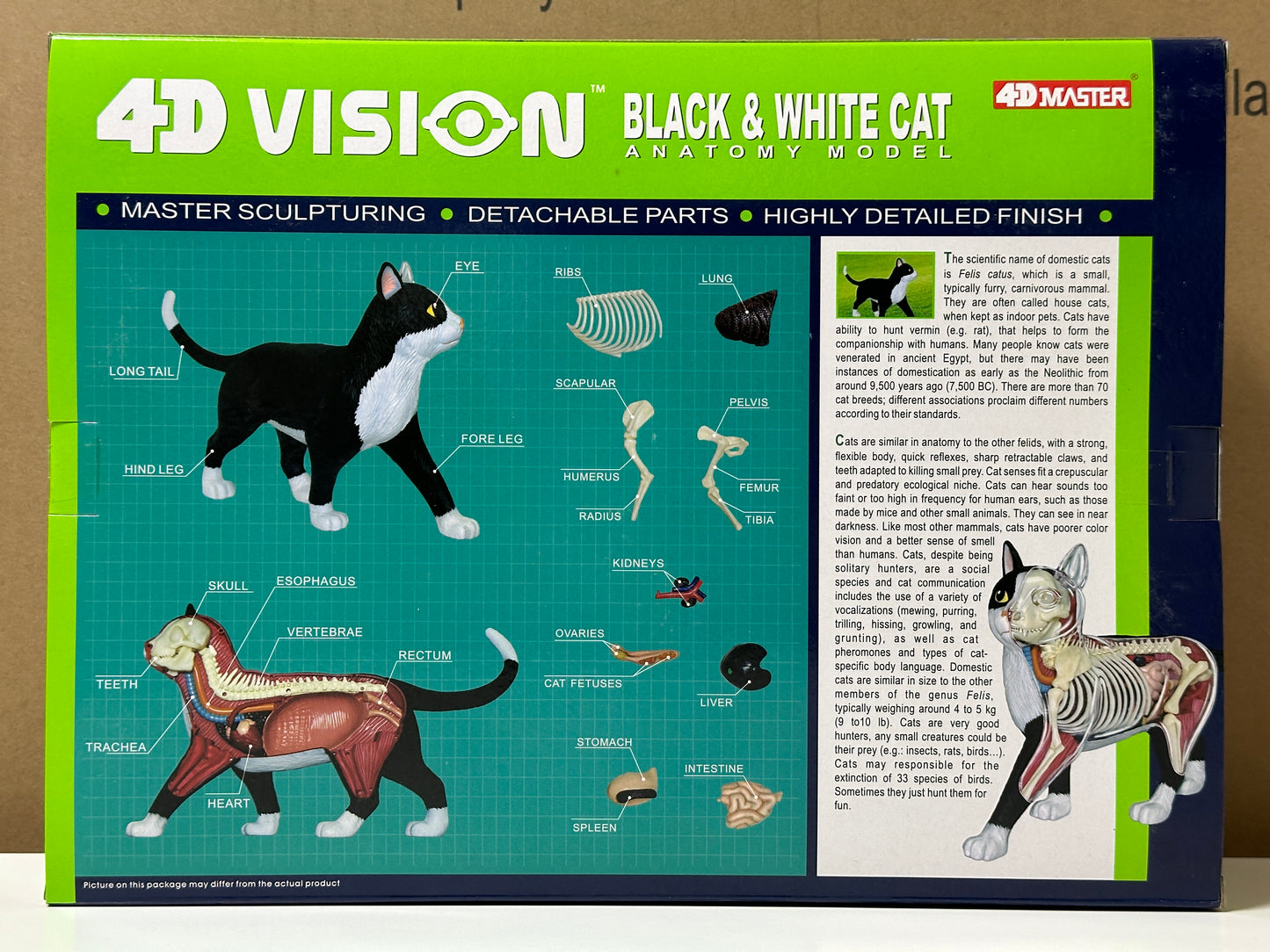 4D Master 622004 Black and White Cat 白黒猫 解剖モデル