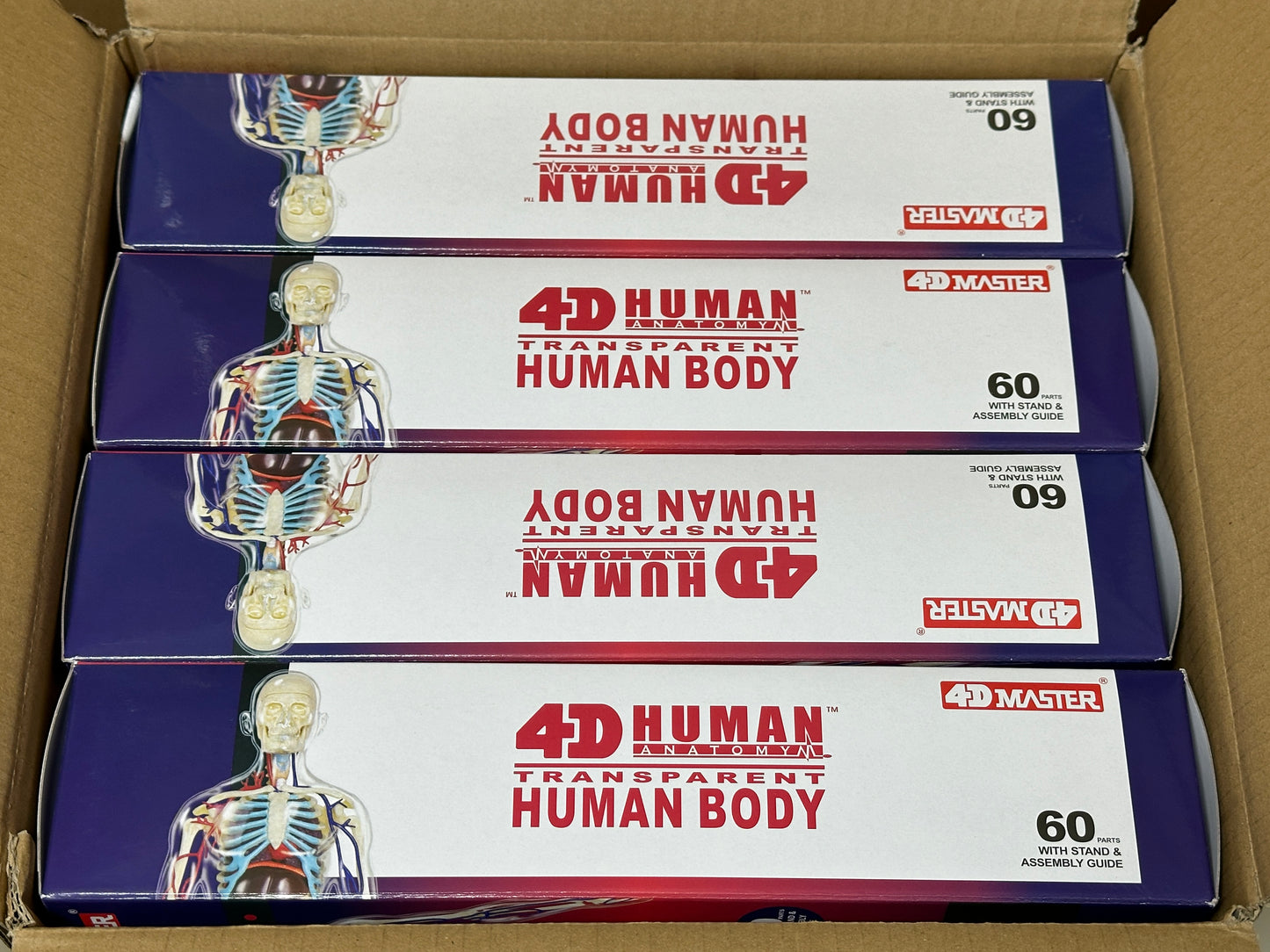 4D Master 626204 Transparent Human Body 13インチ 人体(透明) 解剖モデル 1:6