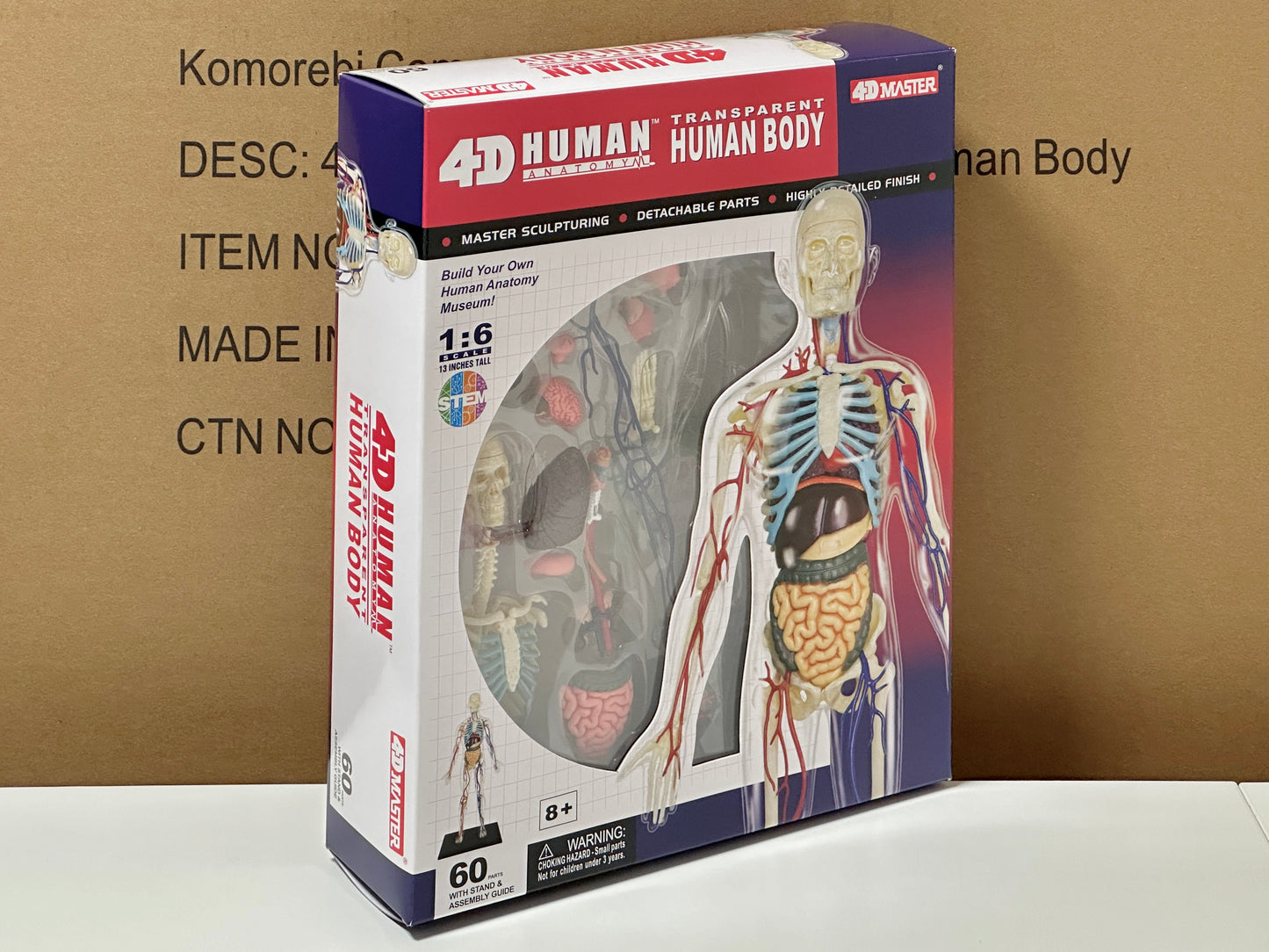 4D Master 626204 Transparent Human Body 13インチ 人体(透明) 解剖モデル 1:6