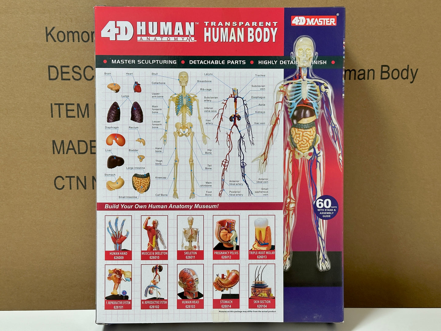 4D Master 626204 Transparent Human Body 13インチ 人体(透明) 解剖モデル 1:6