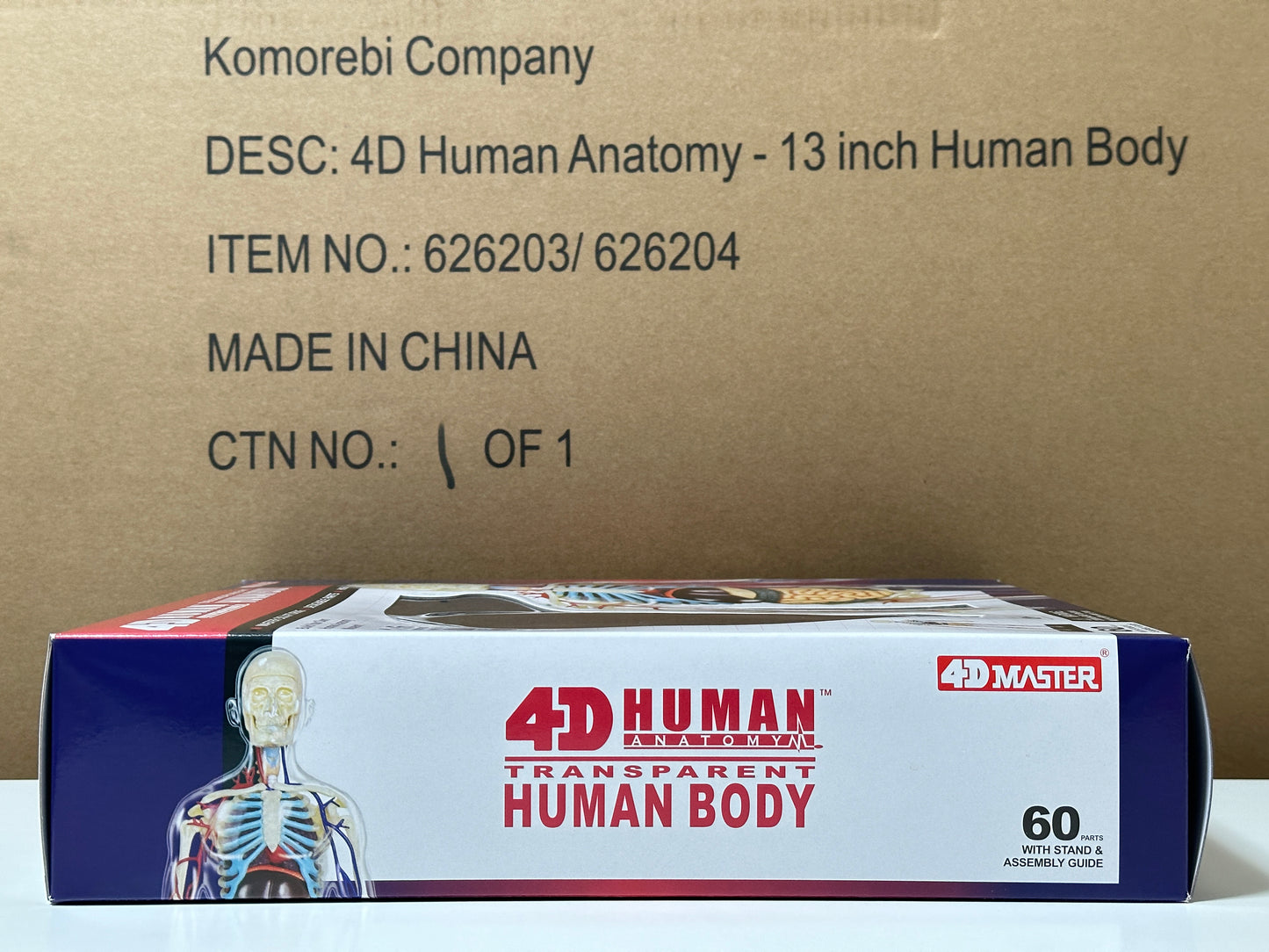 4D Master 626204 Transparent Human Body 13インチ 人体(透明) 解剖モデル 1:6