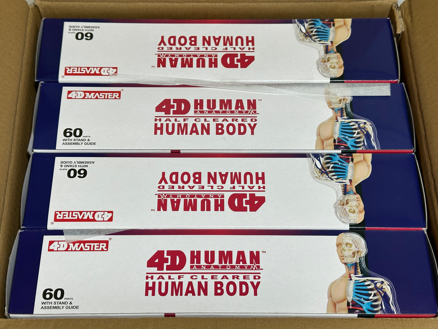 4D Master 626203 Half Cleared Human Body 13インチ 人体(半分クリア) 解剖モデル 1:6