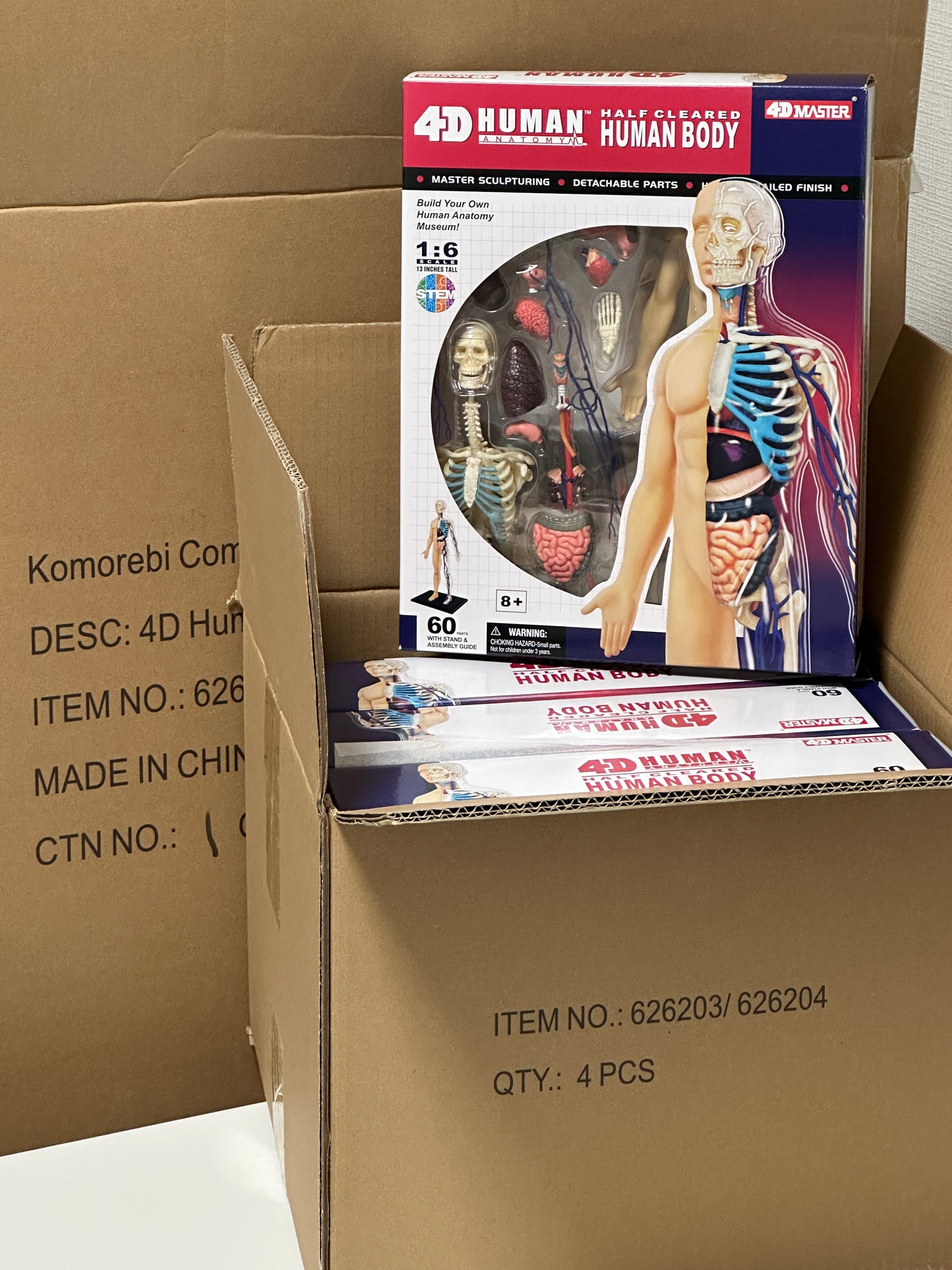 4D Master 626203 Half Cleared Human Body 13インチ 人体(半分クリア) 解剖モデル 1:6