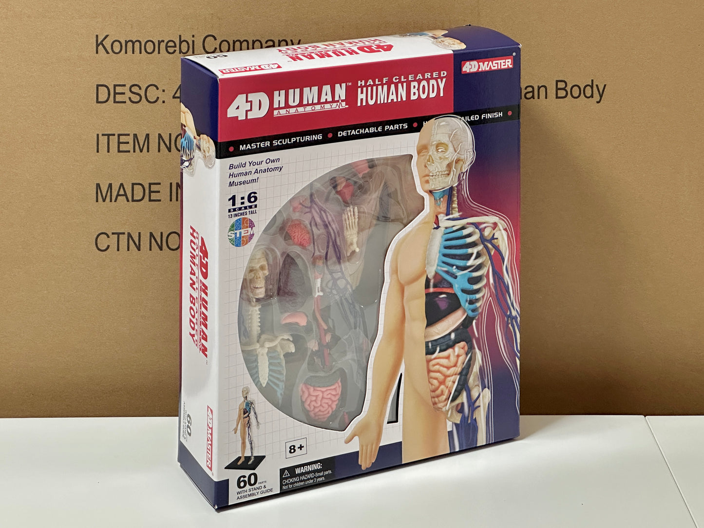 4D Master 626203 Half Cleared Human Body 13インチ 人体(半分クリア) 解剖モデル 1:6
