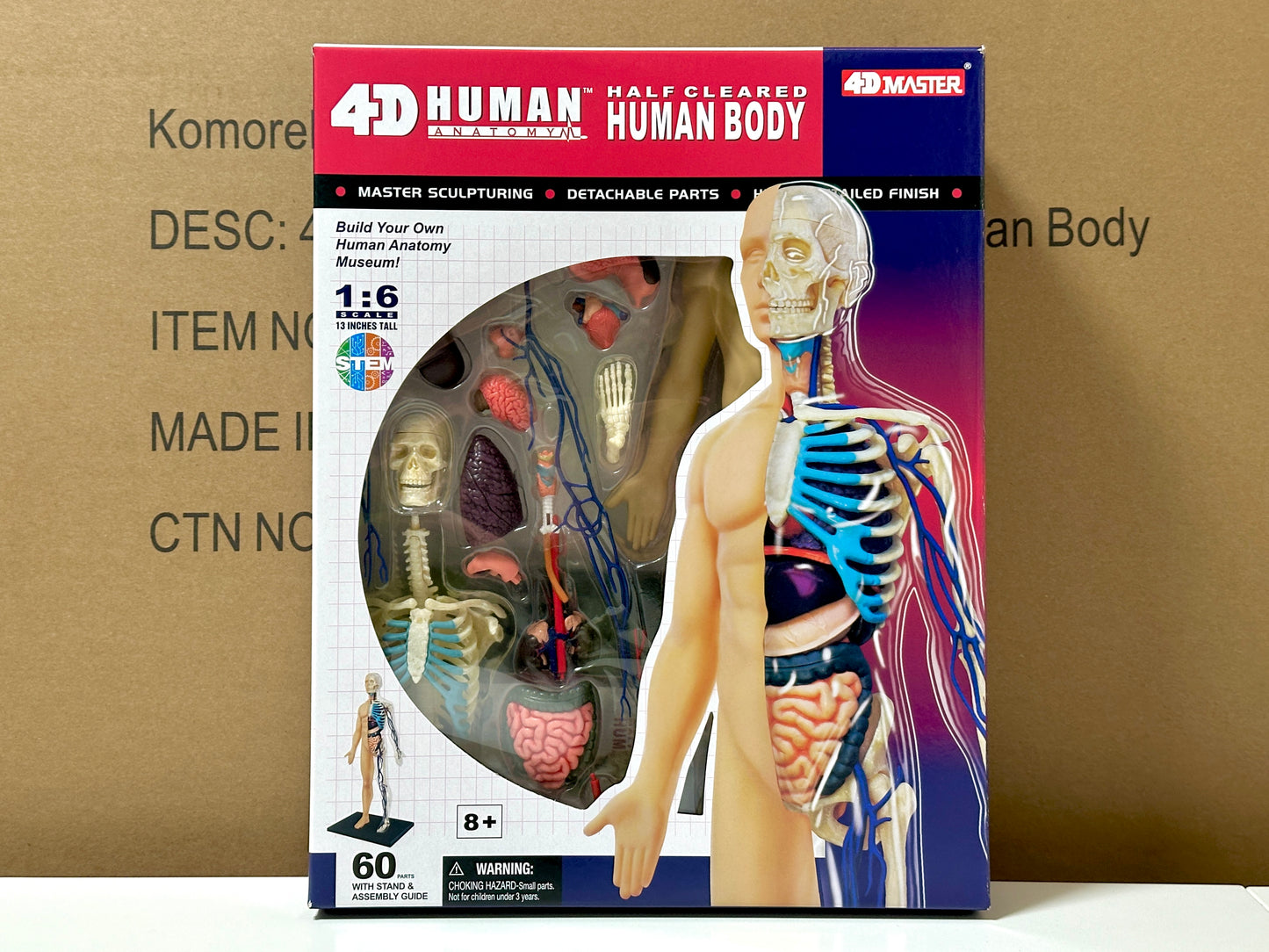 4D Master 626203 Half Cleared Human Body 13インチ 人体(半分クリア) 解剖モデル 1:6