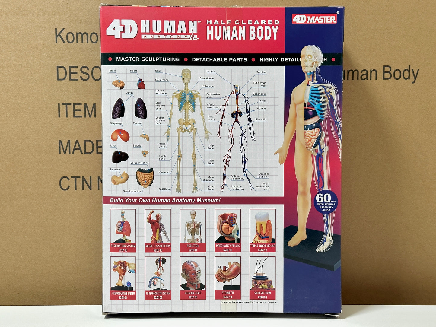 4D Master 626203 Half Cleared Human Body 13インチ 人体(半分クリア) 解剖モデル 1:6