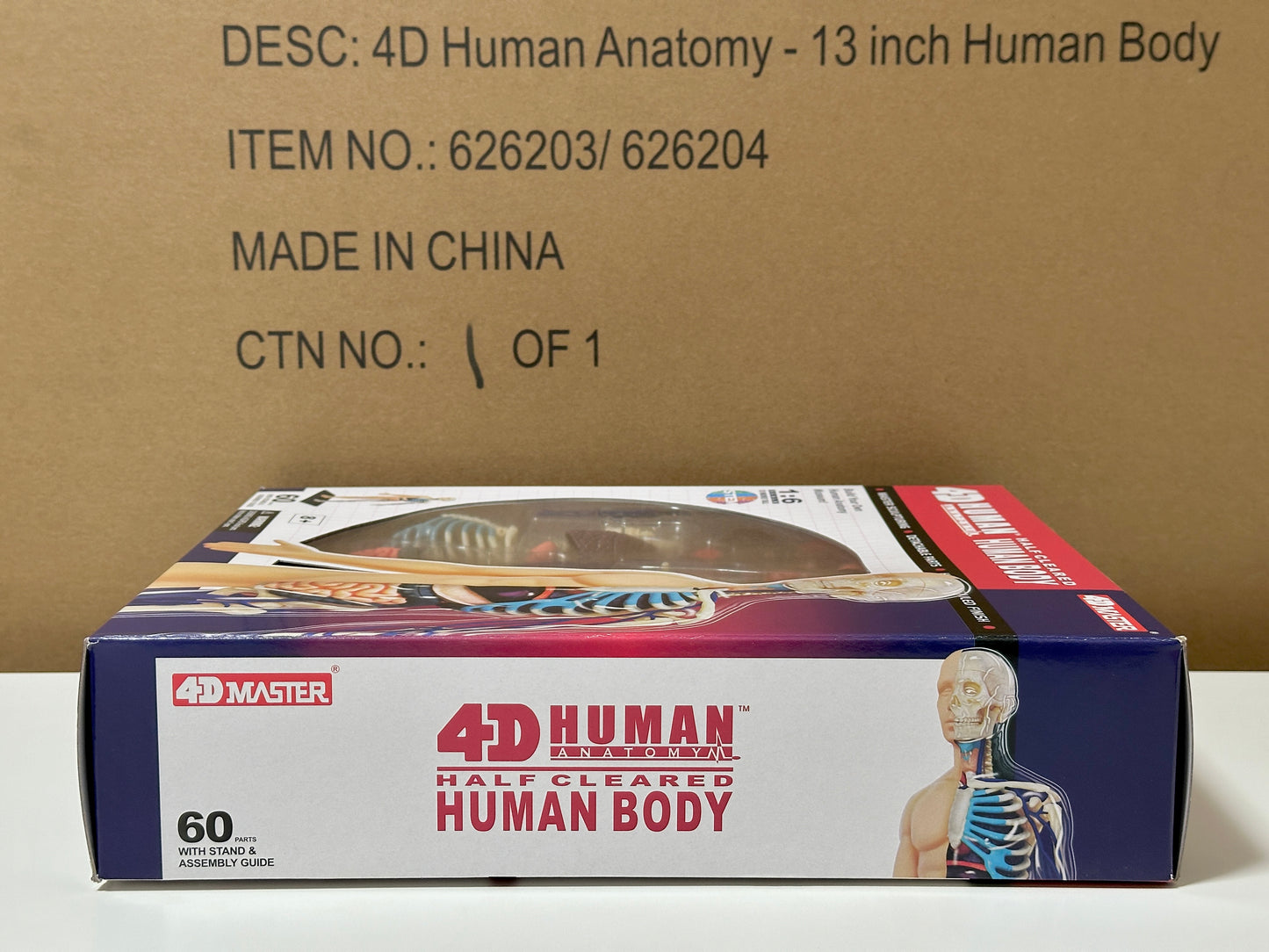 4D Master 626203 Half Cleared Human Body 13インチ 人体(半分クリア) 解剖モデル 1:6