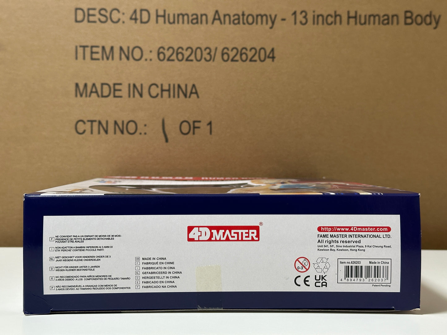 4D Master 626203 Half Cleared Human Body 13インチ 人体(半分クリア) 解剖モデル 1:6