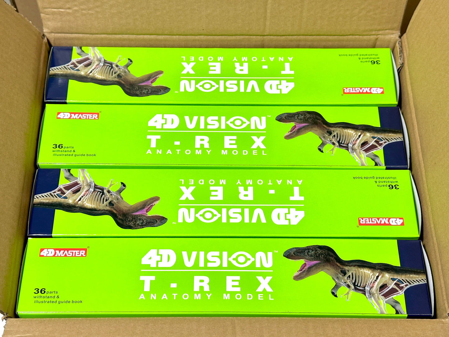 4D Master 622013 T-Rex 解剖モデル