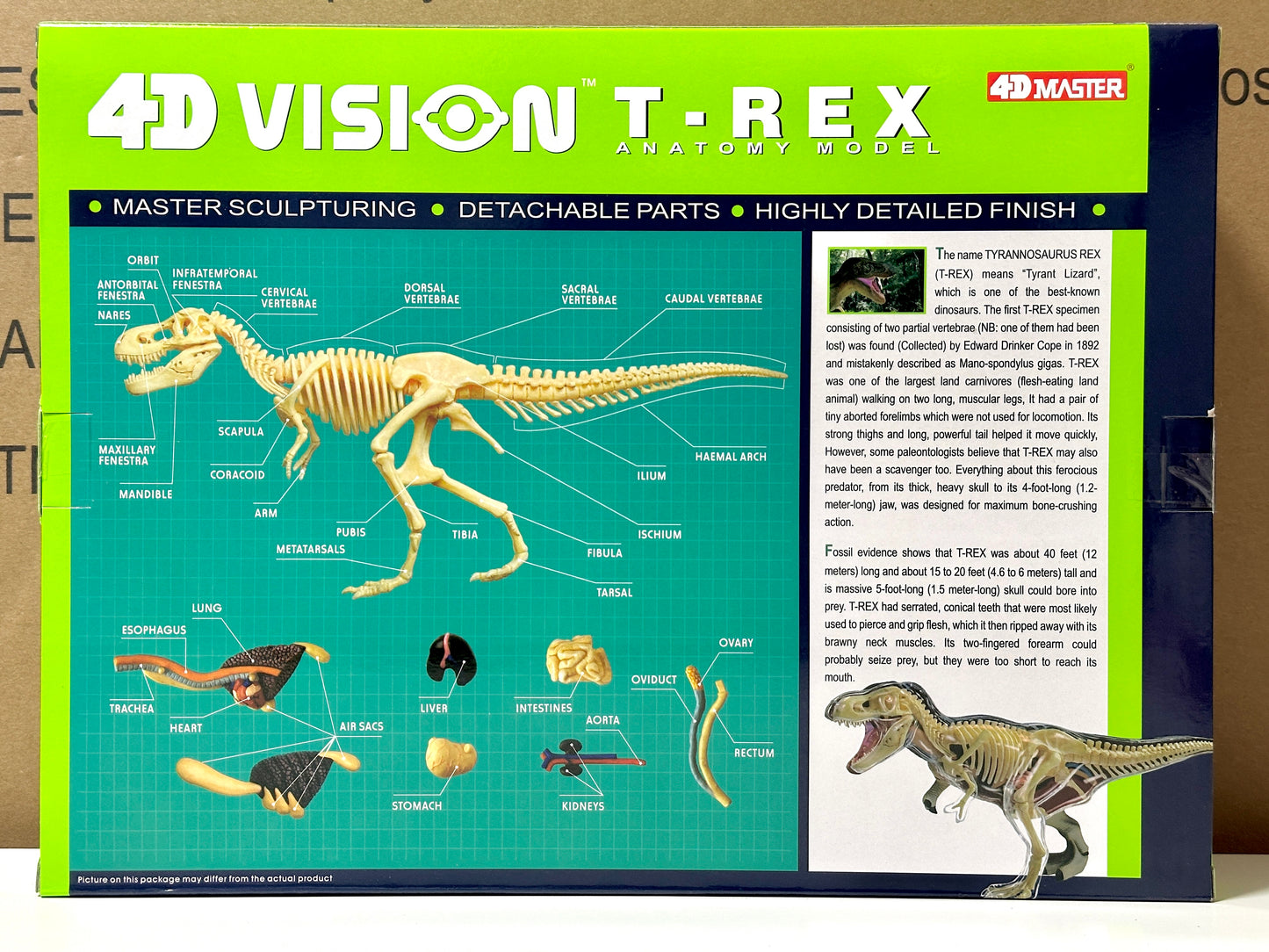 4D Master 622013 T-Rex 解剖モデル