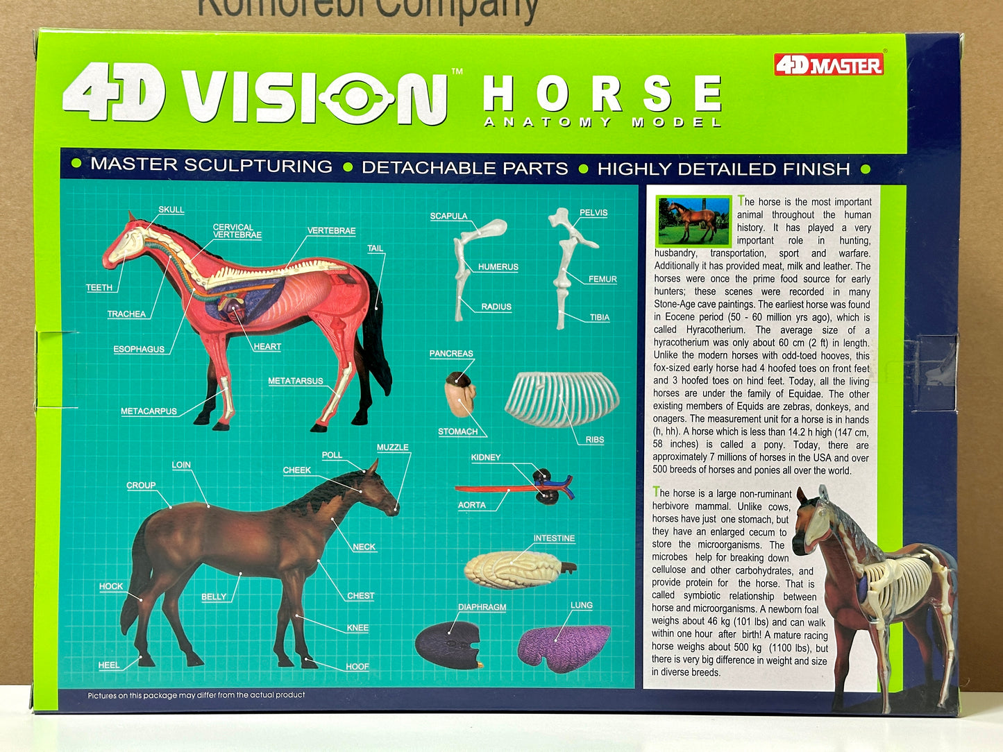 4D Master 622022 Horse 馬 ウマ 解剖モデル
