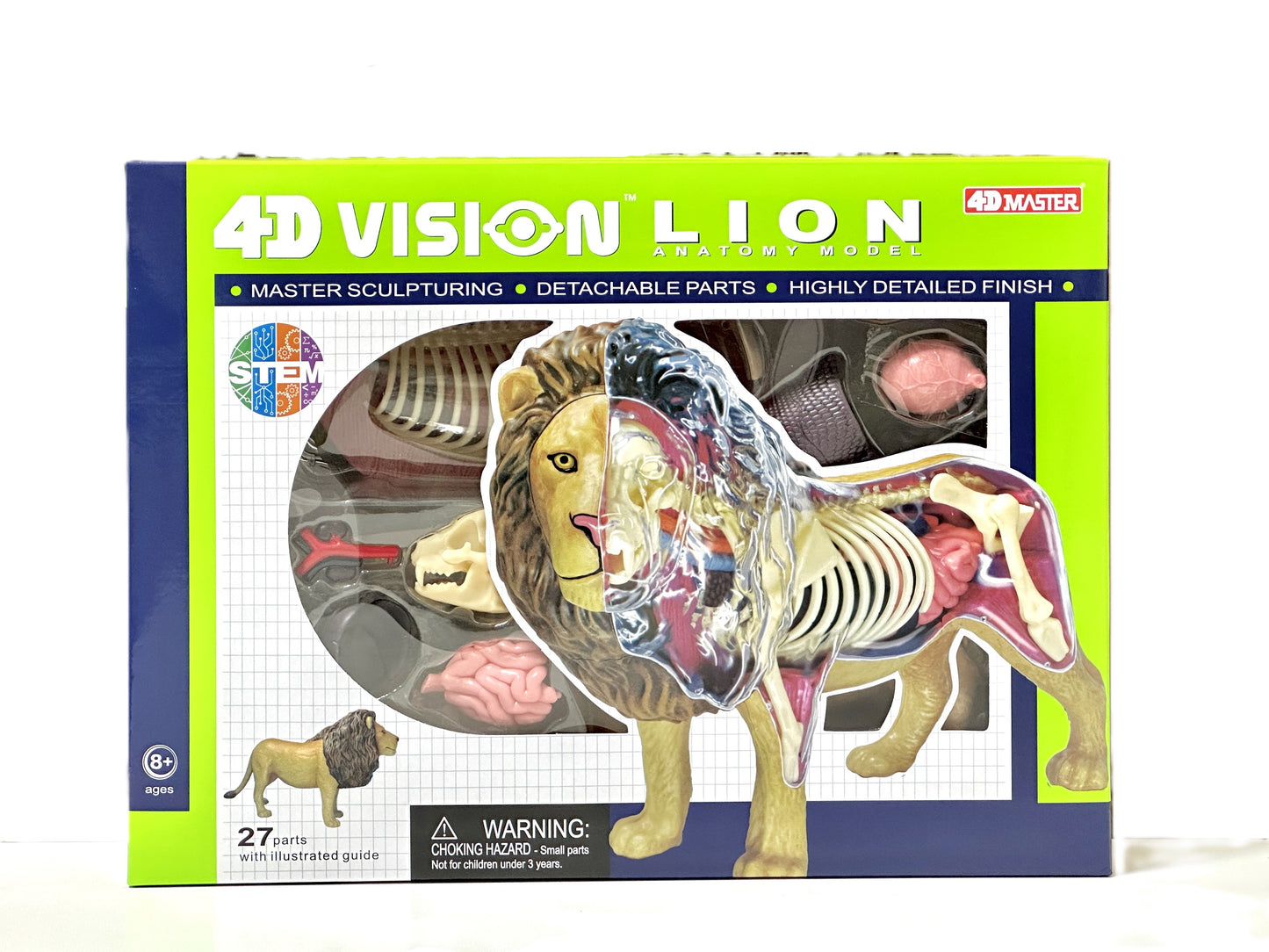 4D Master 622036 Lion ライオン 解剖モデル