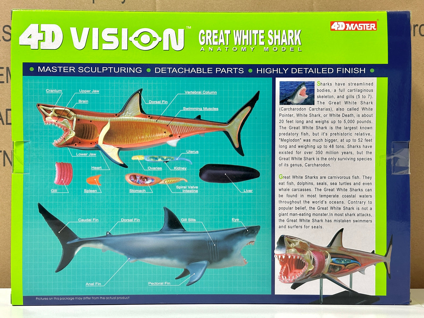 4D Master 622028 Great White Shark ホホジロザメ 解剖モデル