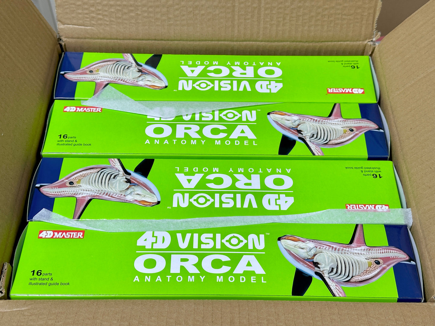 4D Master 622026 Orca オルカ 解剖モデル