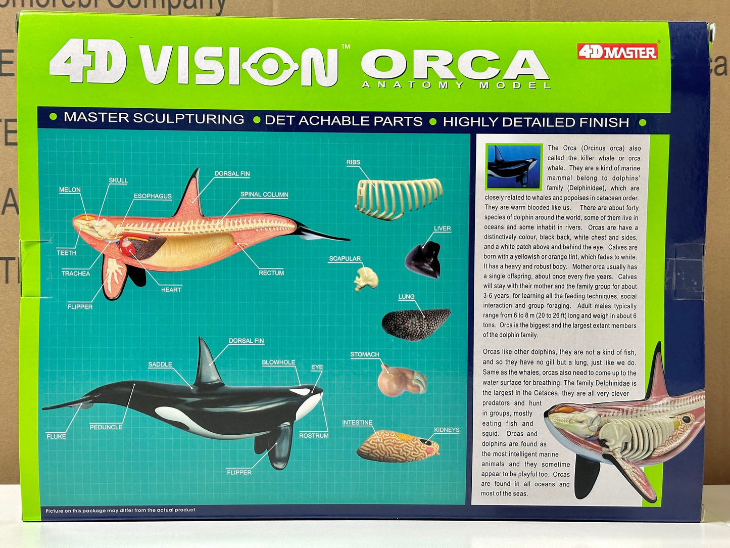 4D Master 622026 Orca オルカ 解剖モデル