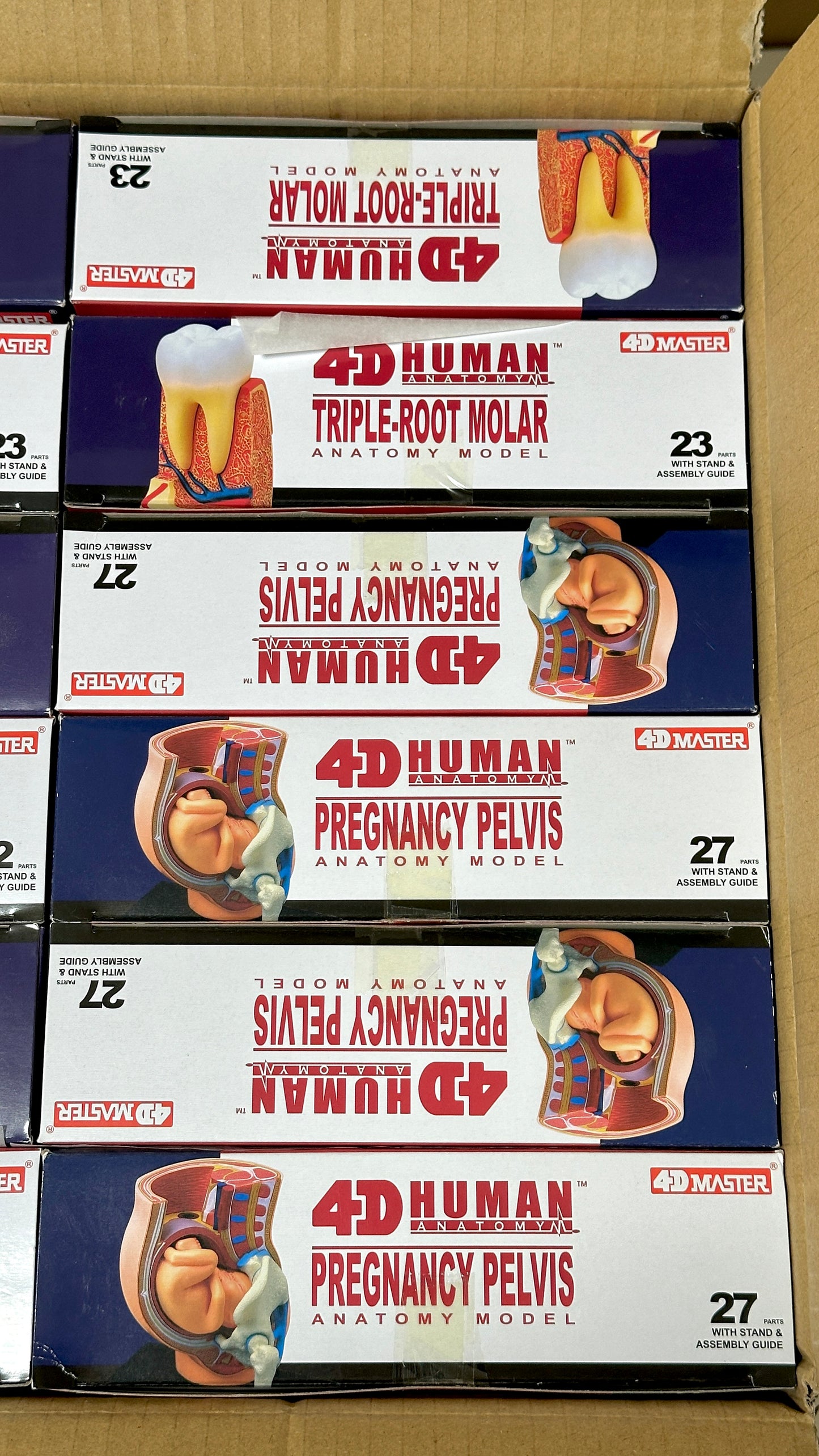 4D Master 626012 Pregnancy Pelvis 妊娠骨盤 人体解剖モデル 1:3.8