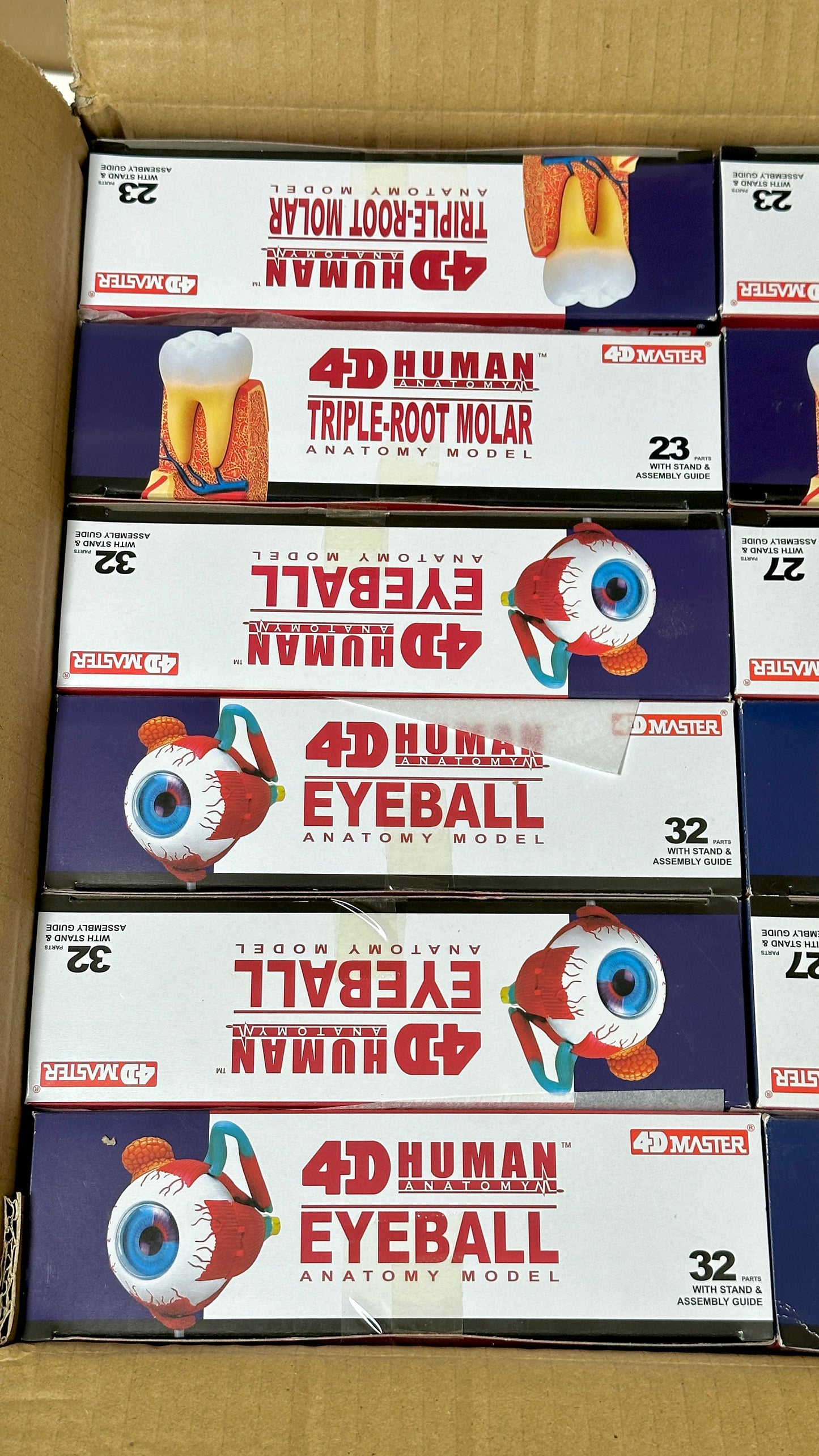 4D Master 626006 Eyeball 眼球 人体解剖モデル 1:4
