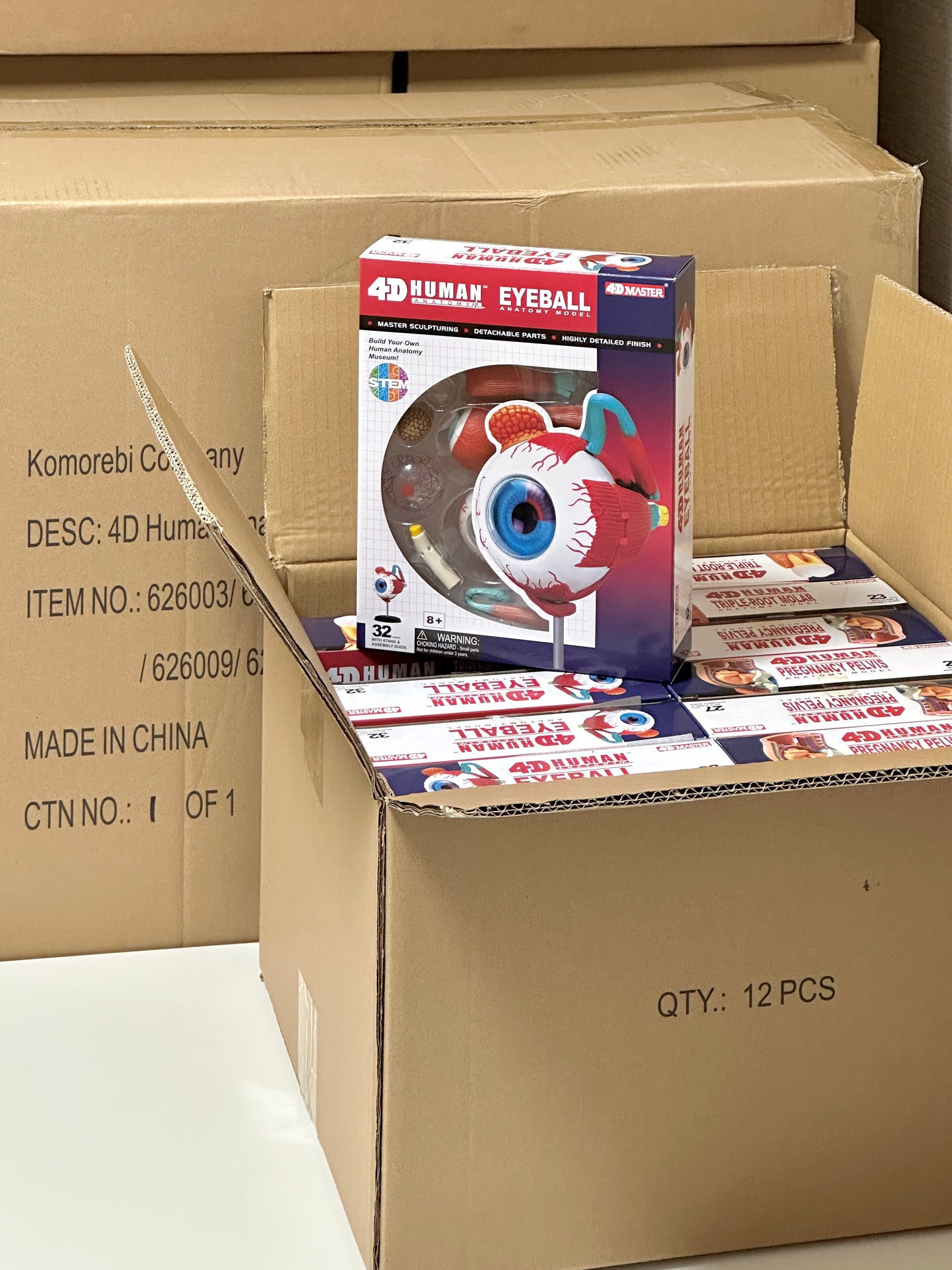 4D Master 626006 Eyeball 眼球 人体解剖モデル 1:4