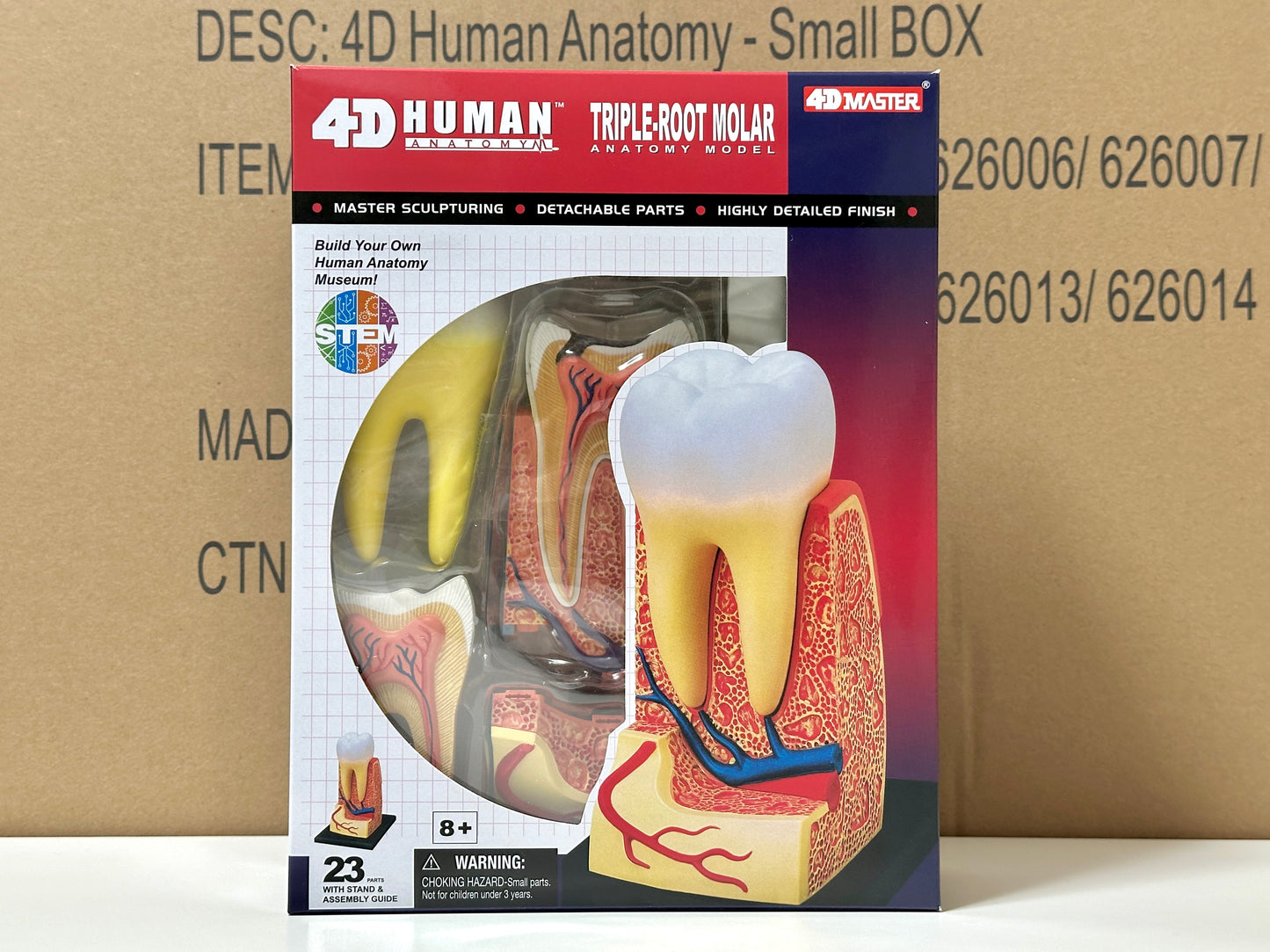 4D Master 626013 Triple Root Molar 三根大臼歯 人体解剖モデル 3.5:1