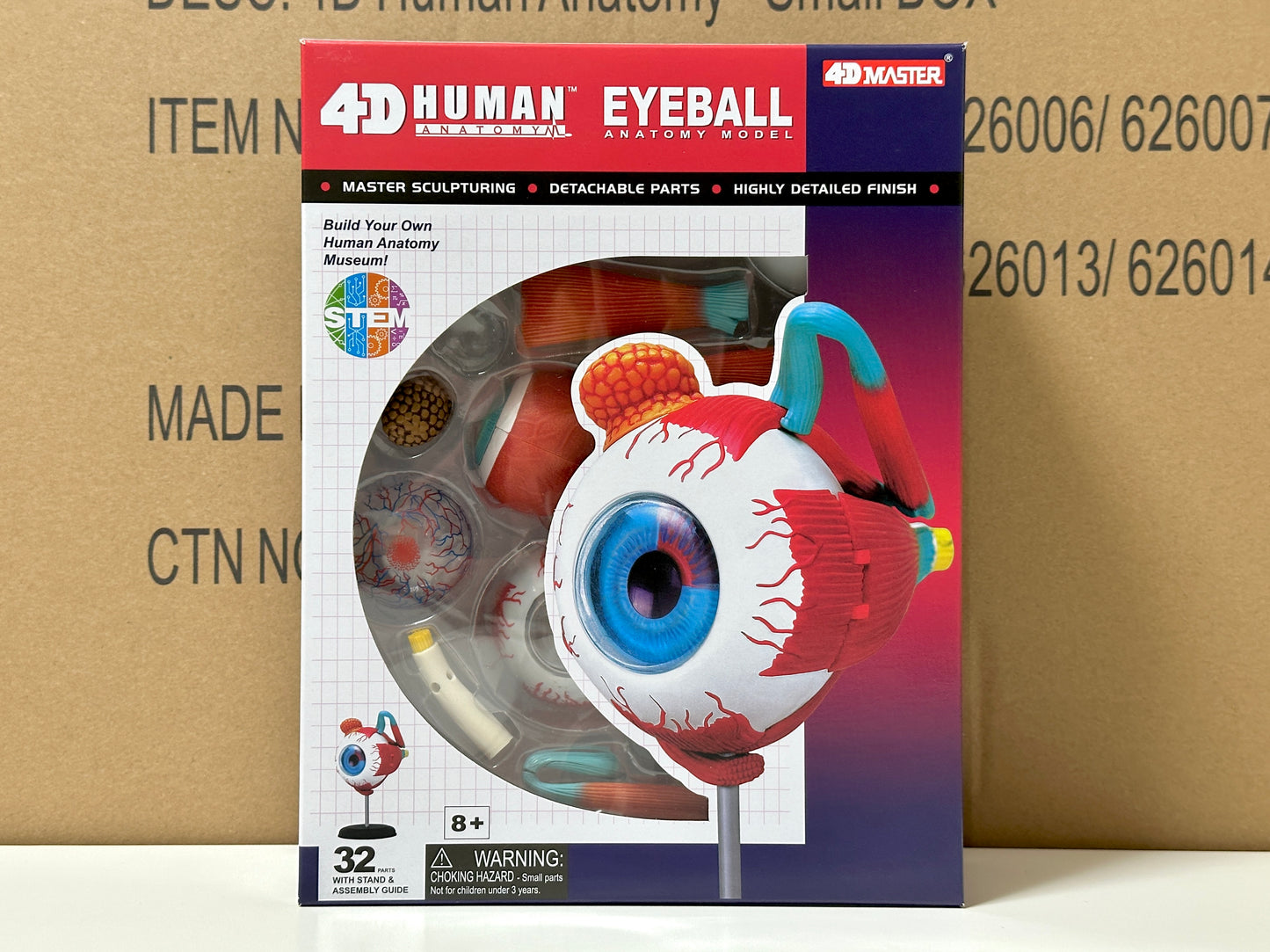 4D Master 626006 Eyeball 眼球 人体解剖モデル 1:4