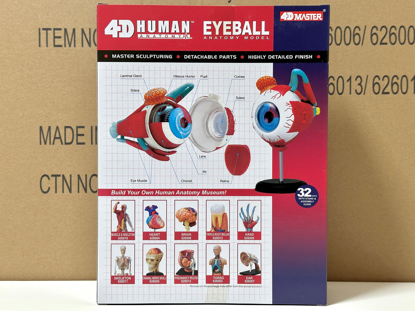 4D Master 626006 Eyeball 眼球 人体解剖モデル 1:4