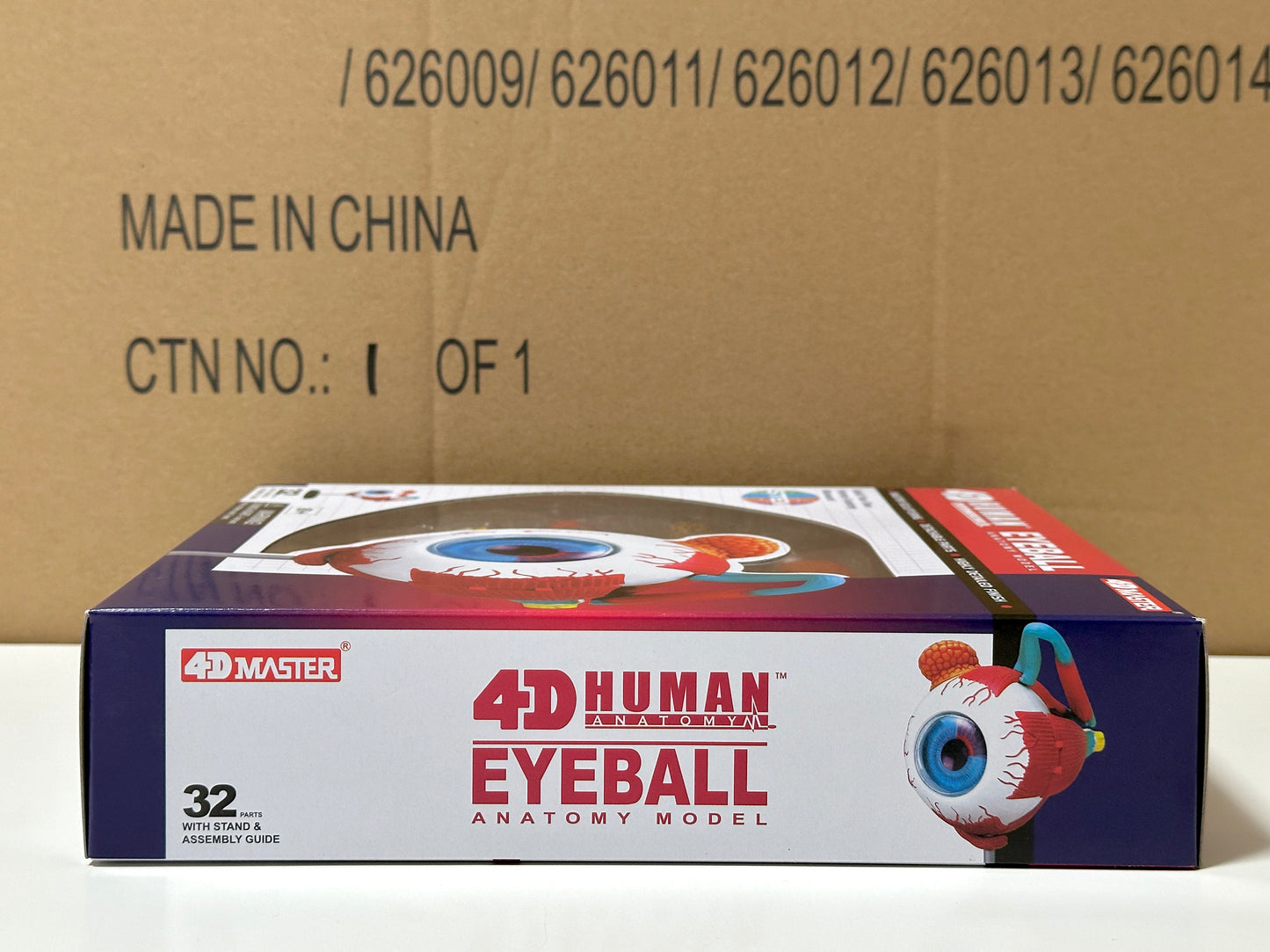 4D Master 626006 Eyeball 眼球 人体解剖モデル 1:4